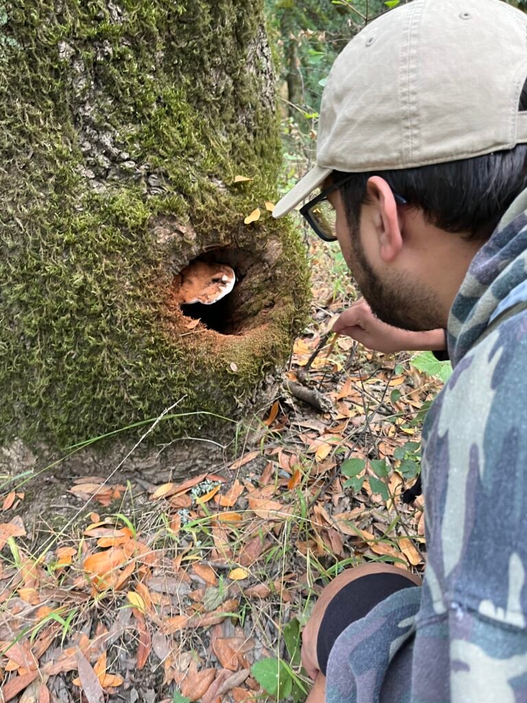 angel peering into an opening at the base of a large, moss-covered tree. a mushroom grows from within.